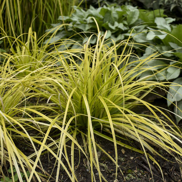 Carex oshimensis 'Everillo'