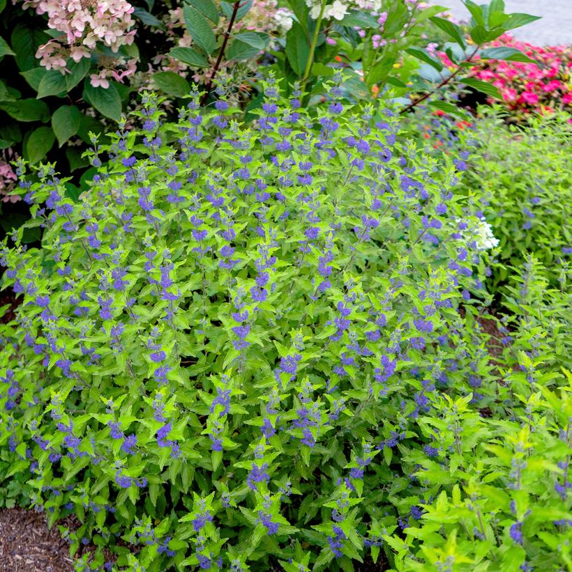 Caryopteris 'Beekeeper' 