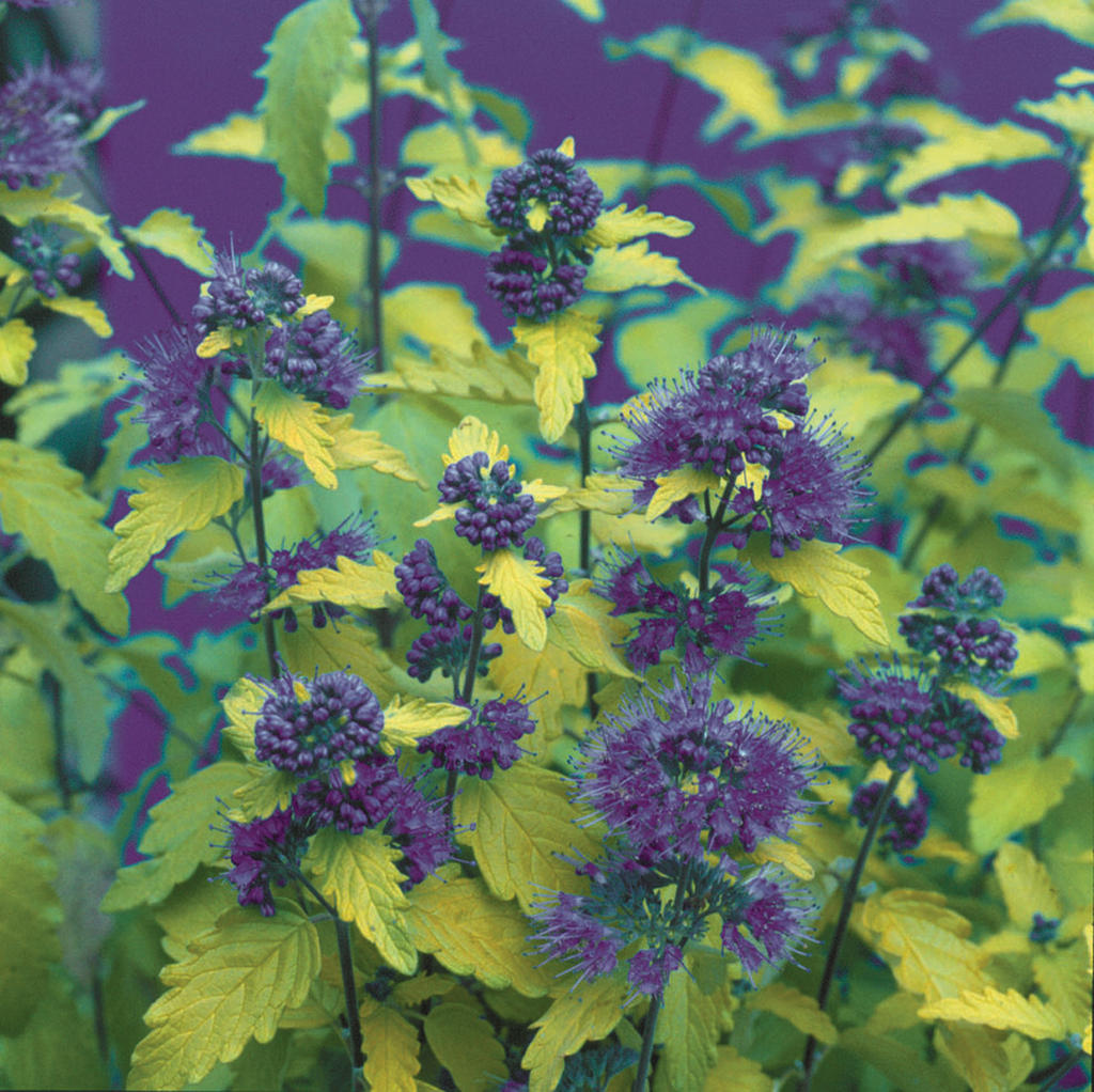 Caryopteris 'Sunshine Blue II'