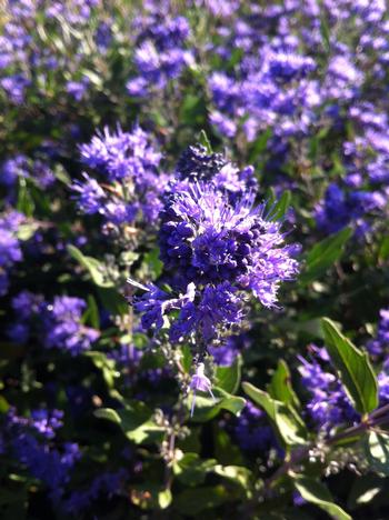 Caryopteris 'Dark Knight'