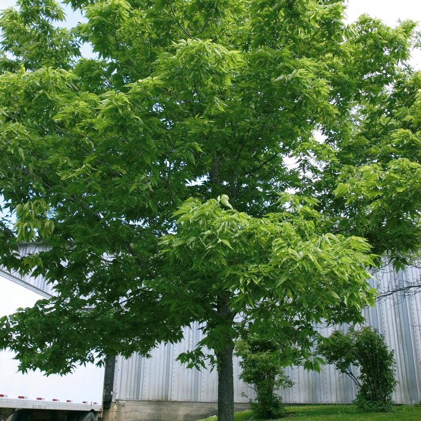 Celtis occidentalis   NEW