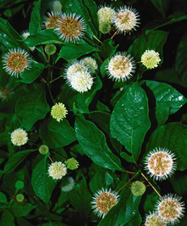 Cephalanthus occidentalis 