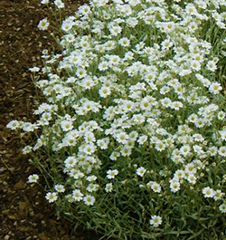 Cerastium tomentosum 