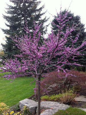 Cercis canadensis