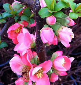 Chaenomeles x superba 'Pink Lady'