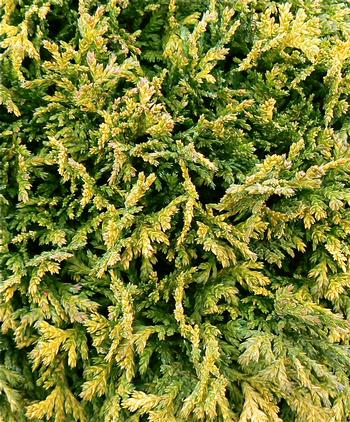 Chamaecyparis pisifera 'Golden Pincushion'