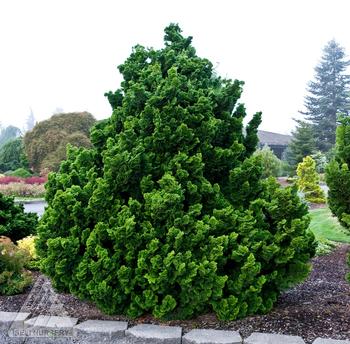 Chamaecyparis obtusa 'Nana Gracillis'