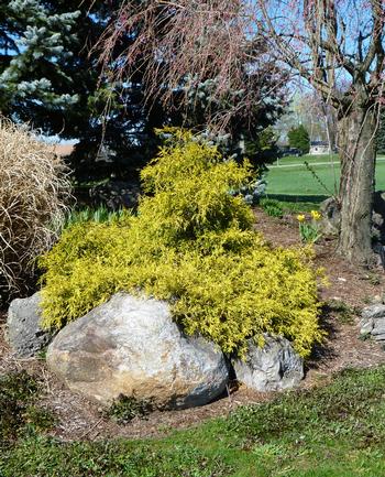 Chamaecyparis pisifera 'Golden Mops'