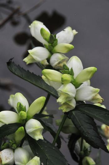 Chelone glabra 'Black Ace'