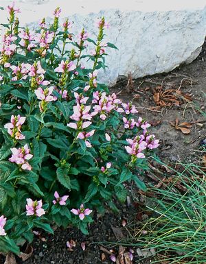 Chelone lyonii 'Hot Lips'