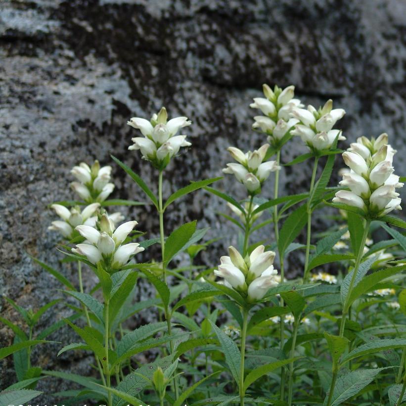 Chelone glabra  NEW