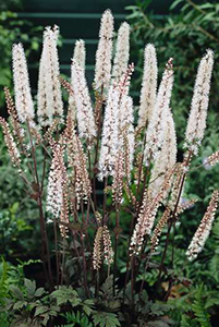 Cimicifuga racemosa 'Atropurpurea'