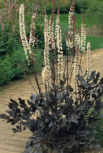 Cimicifuga racemosa 'Brunette'