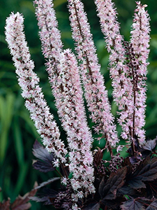 Cimicifuga simplex 'Pink Spike'