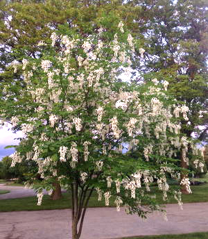 Cladrastis lutea    NEW