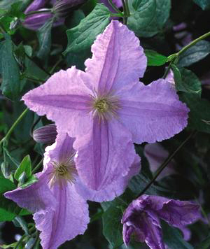 Clematis 'Blue Angel'