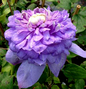 Clematis 'Blue Light' 