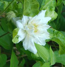 Clematis 'Duchess of Edinburg'