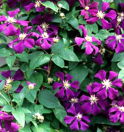 Clematis 'Etiole Violette'  (viticella)