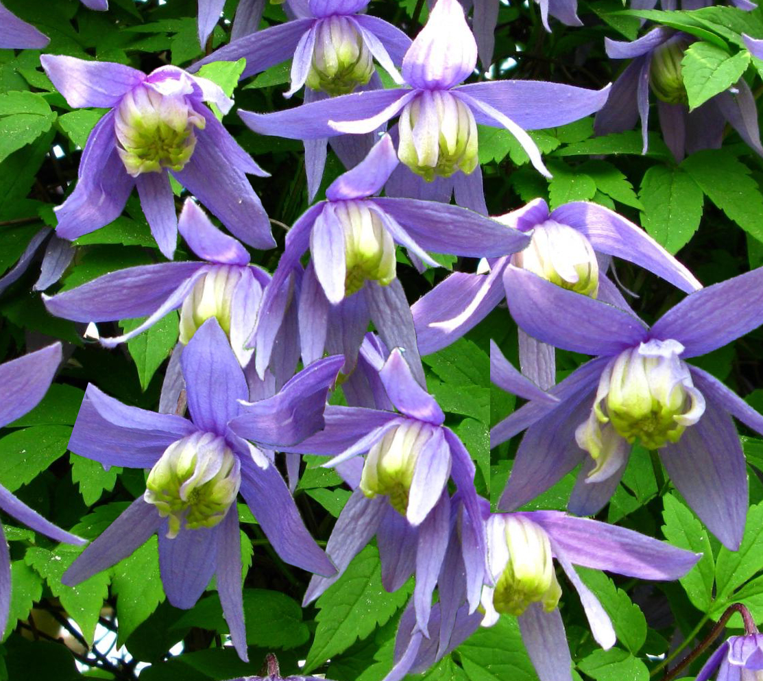 Clematis alpina 'Francis Rivis'   