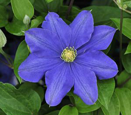 Clematis 'Fujimusume'