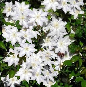 Clematis 'Gillian Blades'  