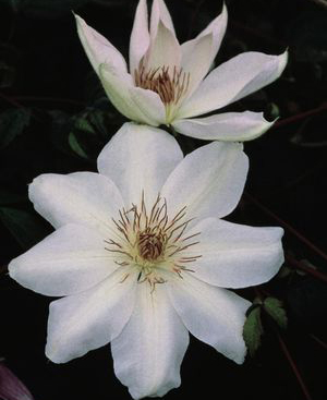 Clematis 'Henryi'