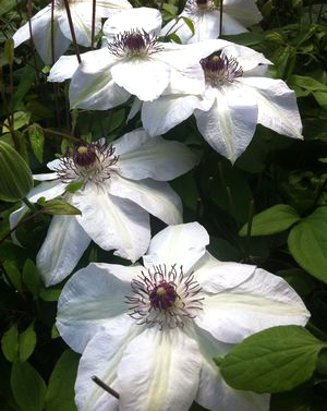 Clematis 'Miss Bateman'