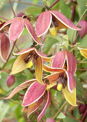 Clematis tangutica 'My Angel'