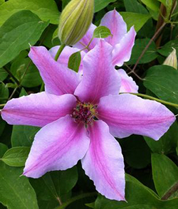 Clematis 'Nelly Moser' 