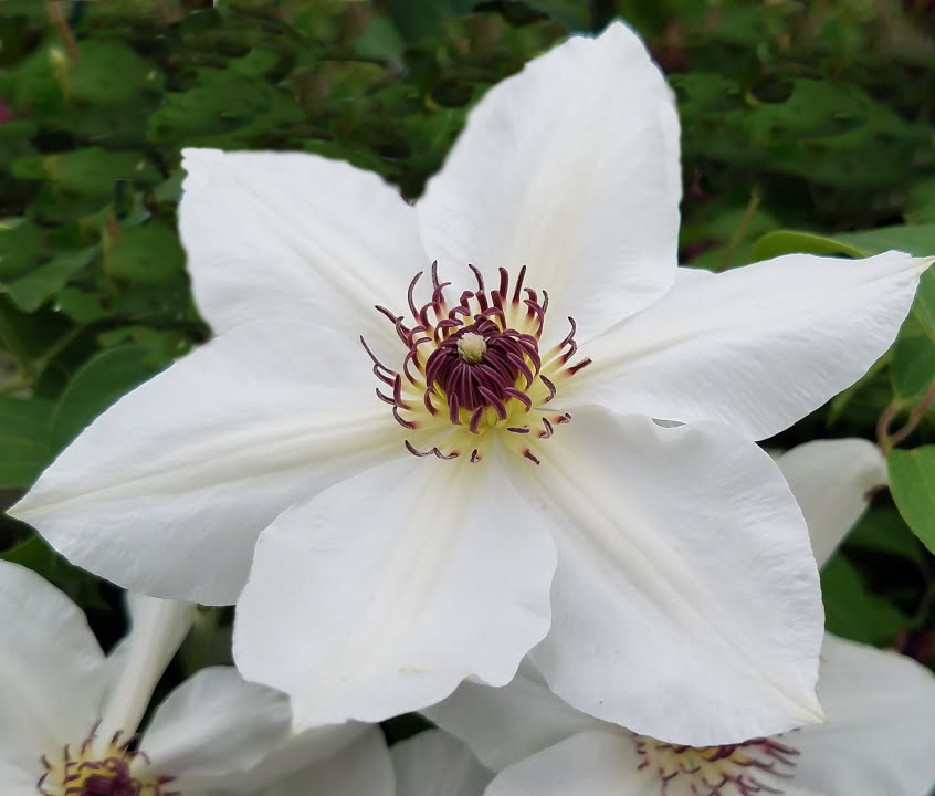 Clematis 'Ninon'  