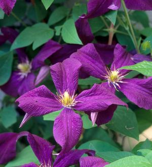 Clematis 'Polish Spirit' (viticella)