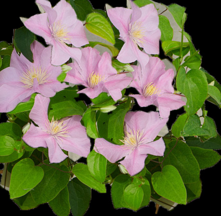 Clematis 'Pompeii' 