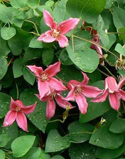 Clematis 'Princess Diana' (texensis)    