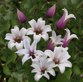 Clematis 'Princess Kate'   Bestseller