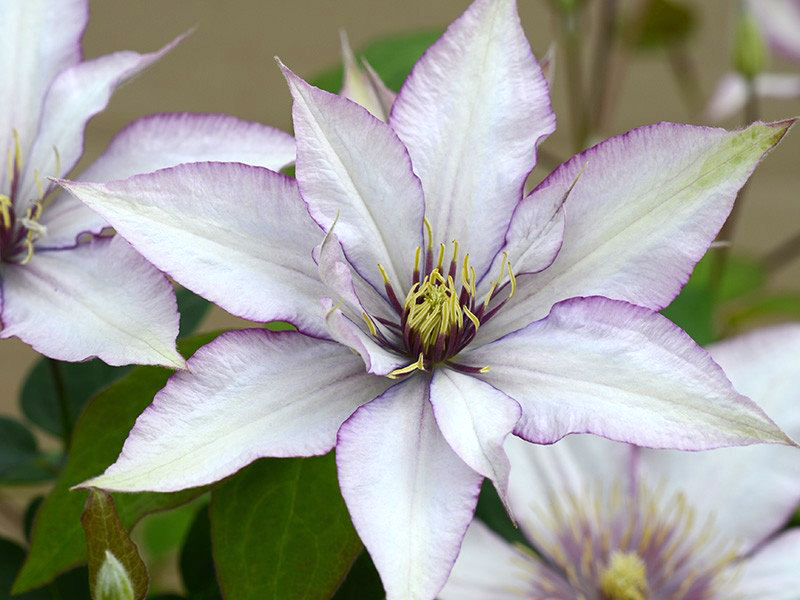 Clematis 'Samaritan Jo'