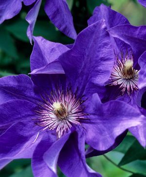 Clematis 'The President'