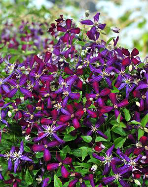 Clematis 'Sweet Summer Love'  