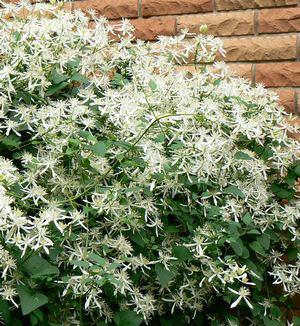 Clematis paniculata (terniflora)