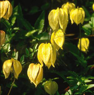 Clematis tangutica