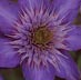 Clematis - Queen of Vines