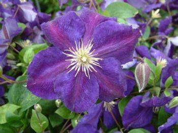 Clematis 'Jackmanni Superba'