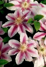 Clematis 'Bees Jubilee'  