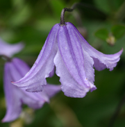 Clematis  integrifolia 'Blue Boy' 