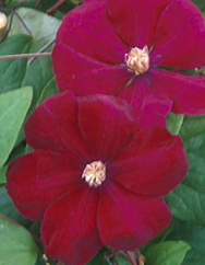 Clematis 'Rouge Cardinal' 