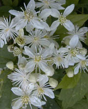 Clematis virginiana