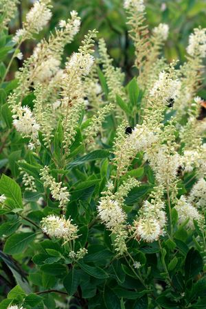 Clethra alnifolia 'Hummingbird'