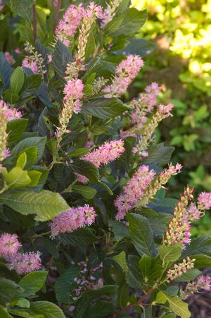 Clethra alnifolia 'Ruby Spice'