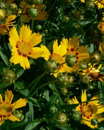 Coreopsis lanceolata 'Baby Sun'