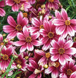 Coreopsis 'Berry Chiffon'